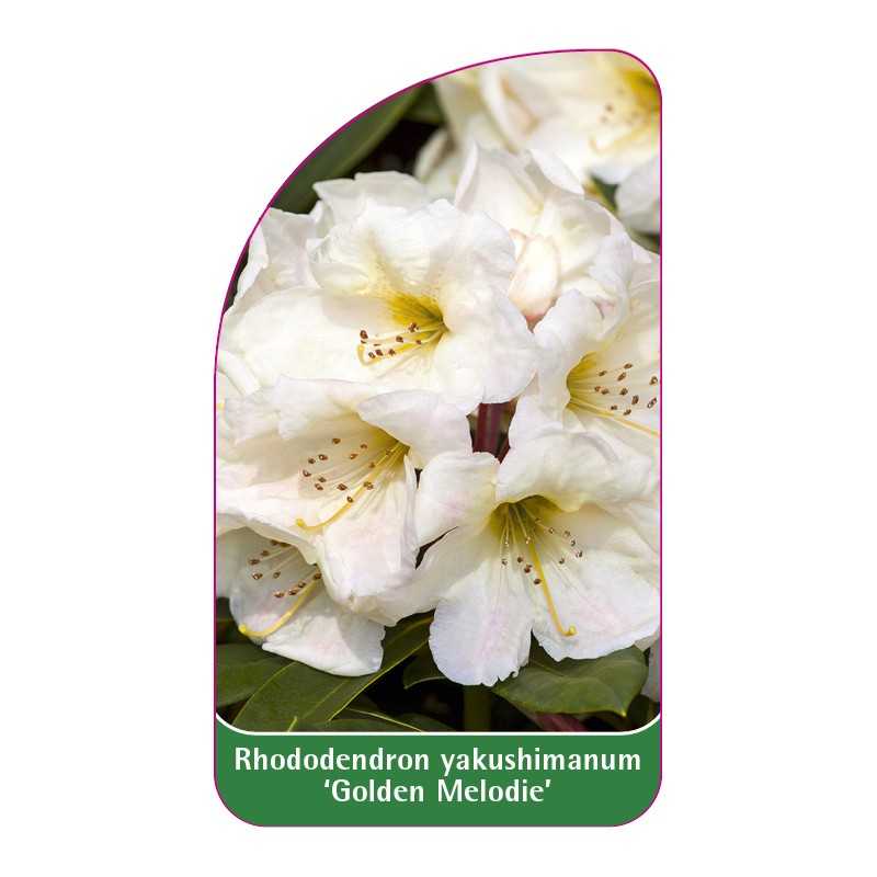 rhododendron-yakushimanum-golden-melodie-1