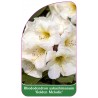 rhododendron-yakushimanum-golden-melodie-1