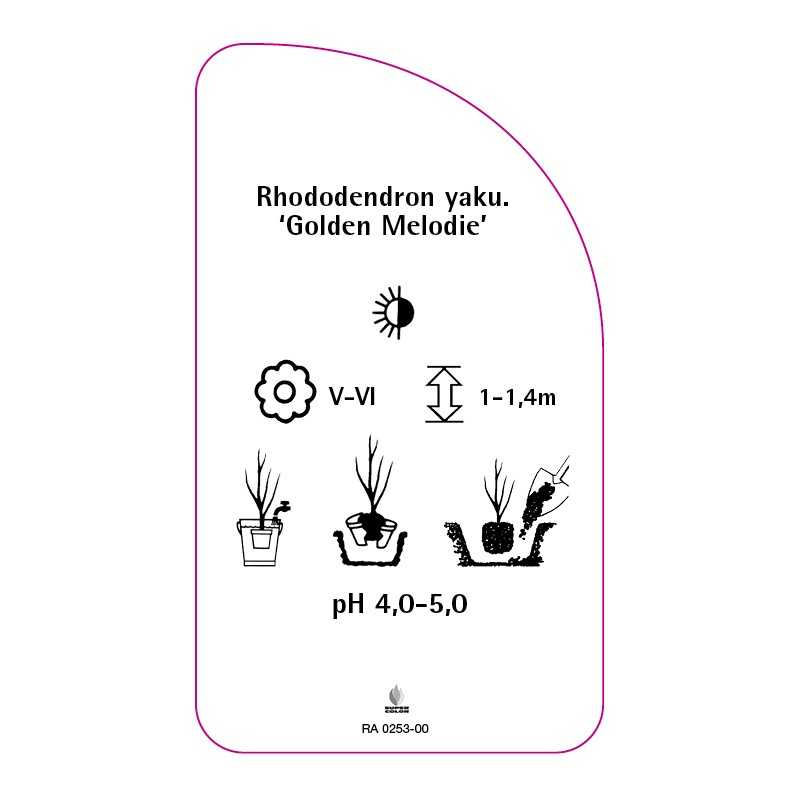 rhododendron-yakushimanum-golden-melodie-0