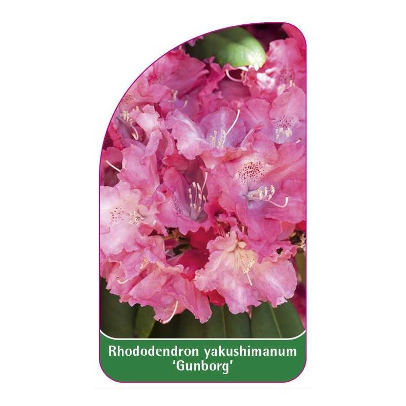 rhododendron-yakushimanum-gunborg-1