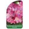 rhododendron-yakushimanum-gunborg-1