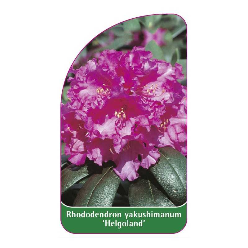 rhododendron-yakushimanum-helgoland-1