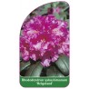 rhododendron-yakushimanum-helgoland-1