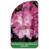 rhododendron-yakushimanum-julischka-1