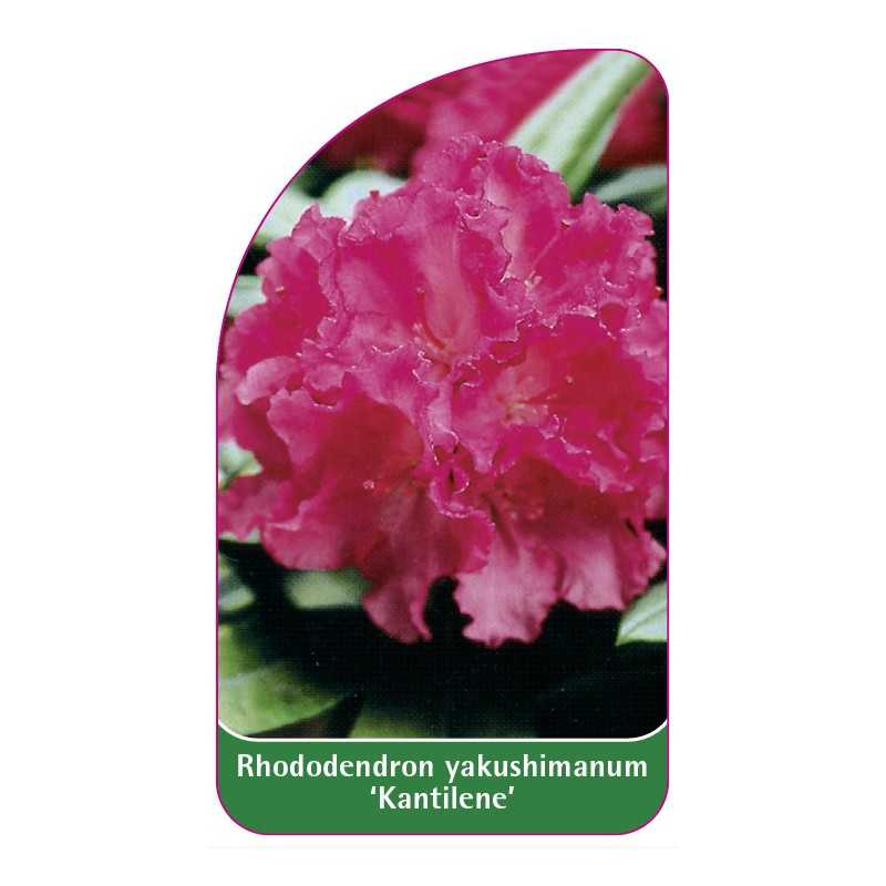 rhododendron-yakushimanum-kantilene-1