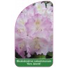 rhododendron-yakushimanum-ken-janeck-1