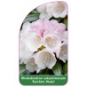 rhododendron-yakushimanum-koichiro-wada-1