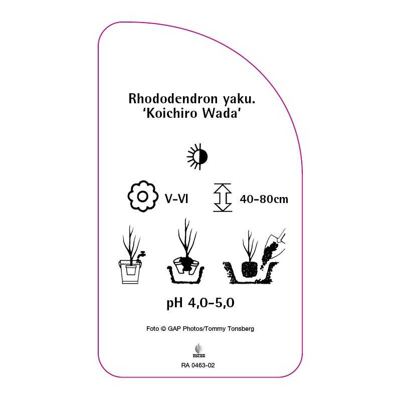 rhododendron-yakushimanum-koichiro-wada-0