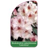 rhododendron-yakushimanum-lamentosa-1