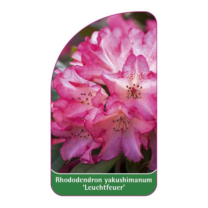 rhododendron-yakushimanum-leuchtfeuer-1