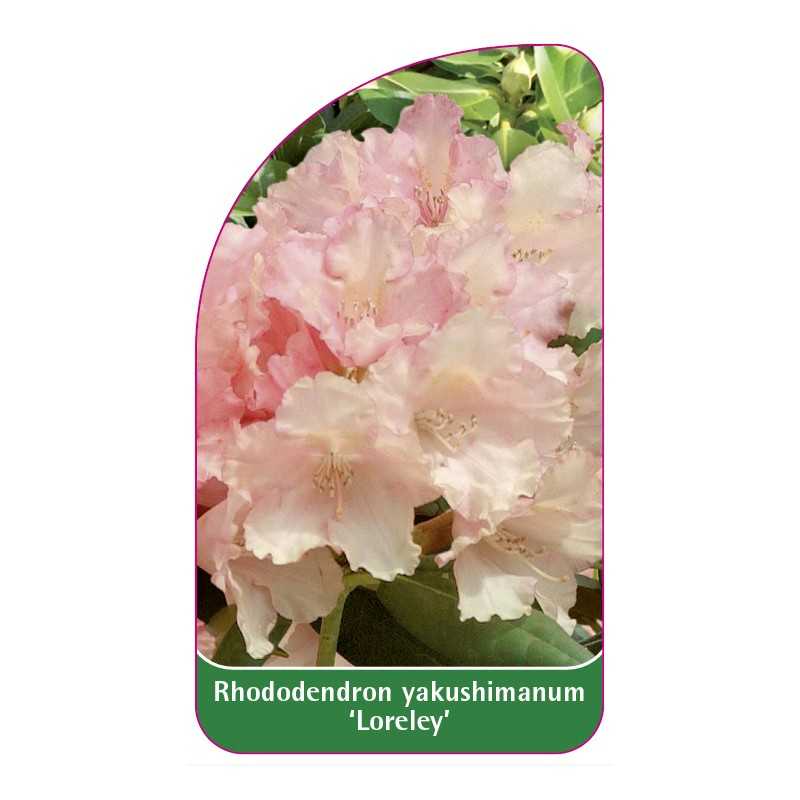 rhododendron-yakushimanum-loreley-1