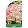 rhododendron-yakushimanum-loreley-1