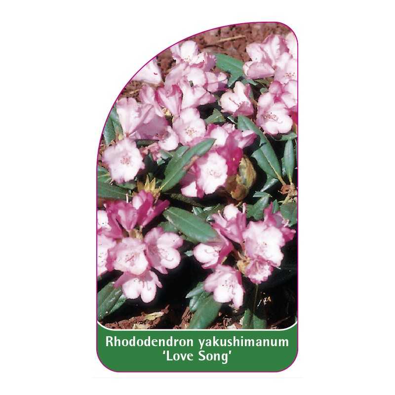 rhododendron-yakushimanum-love-song-1