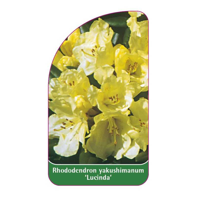 rhododendron-yakushimanum-lucinda-1