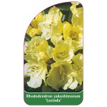 rhododendron-yakushimanum-lucinda-1