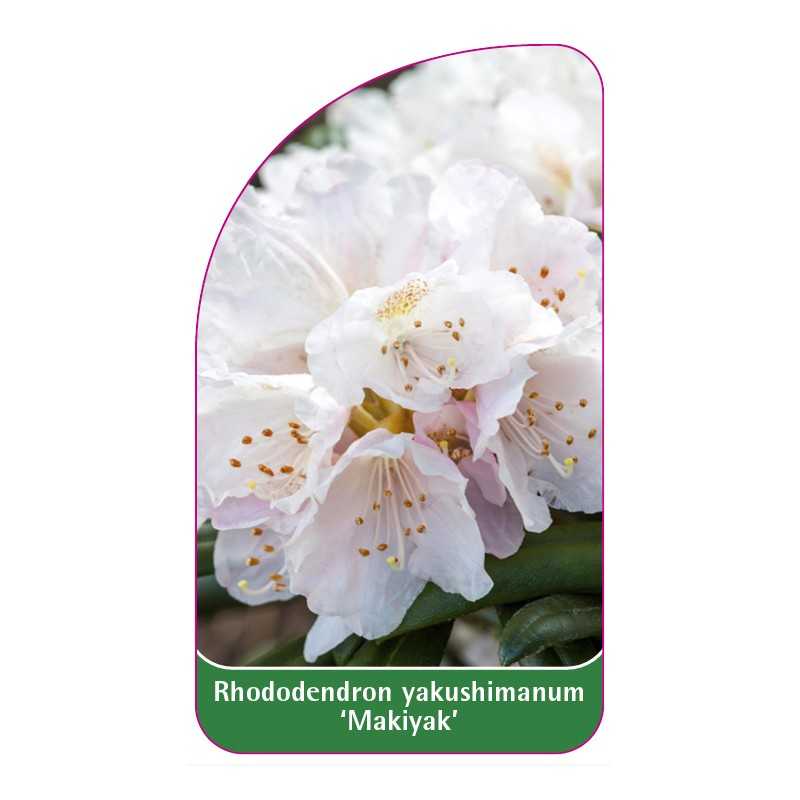 rhododendron-yakushimanum-makiyak-1