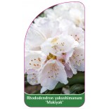 rhododendron-yakushimanum-makiyak-1