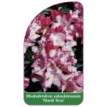 rhododendron-yakushimanum-mardi-gras-1