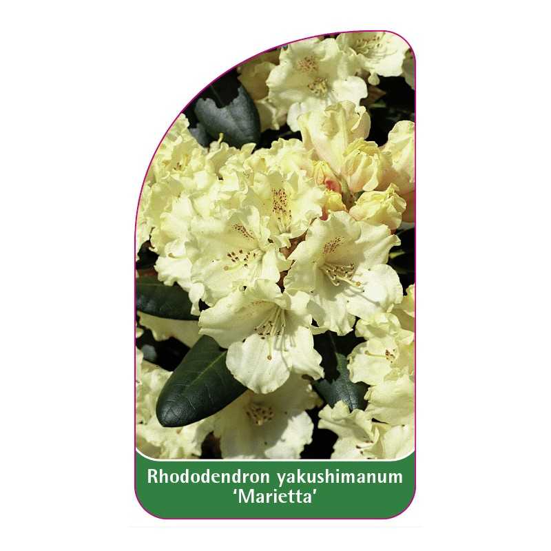rhododendron-yakushimanum-marietta-1
