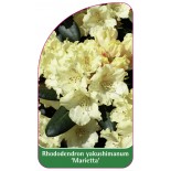 rhododendron-yakushimanum-marietta-1