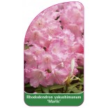 rhododendron-yakushimanum-marlis-1