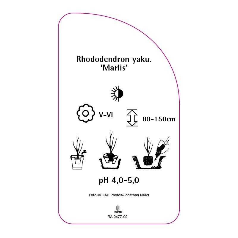 rhododendron-yakushimanum-marlis-0