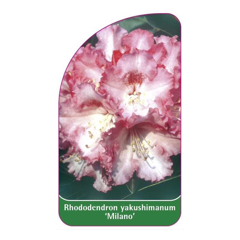 rhododendron-yakushimanum-milano-1