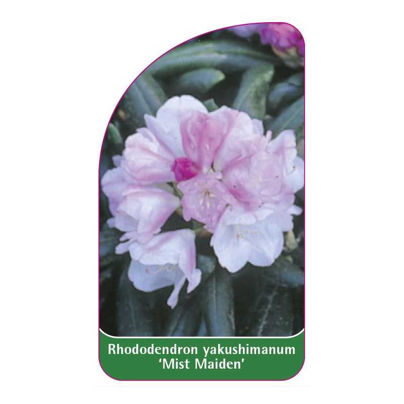 rhododendron-yakushimanum-mist-maiden-1