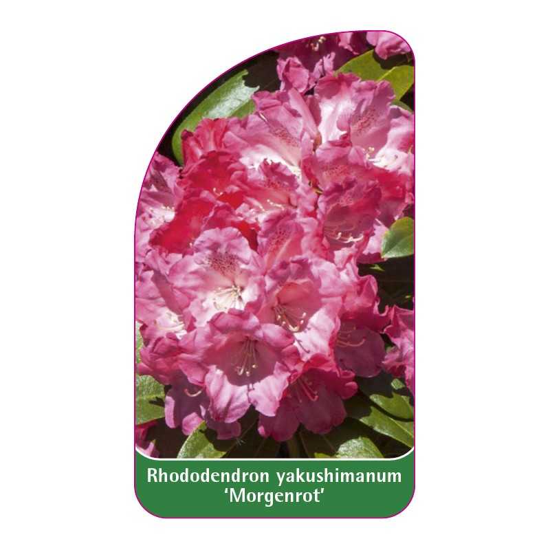 rhododendron-yakushimanum-morgenrot-1