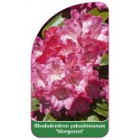 rhododendron-yakushimanum-morgenrot-1