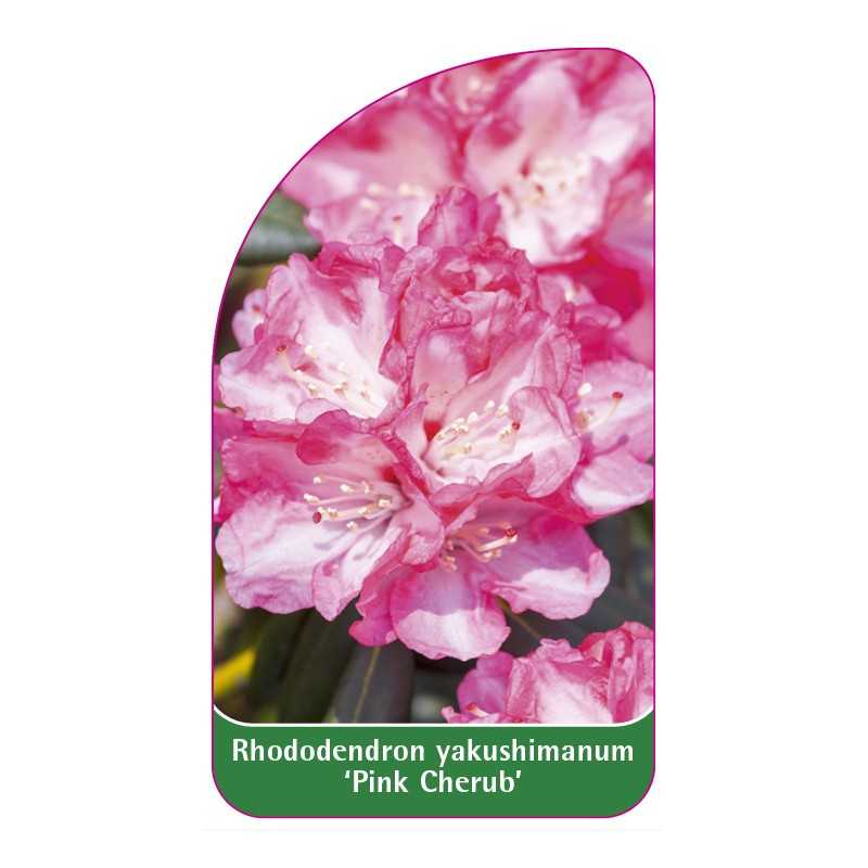 rhododendron-yakushimanum-pink-cherub-1