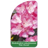 rhododendron-yakushimanum-pink-cherub-1