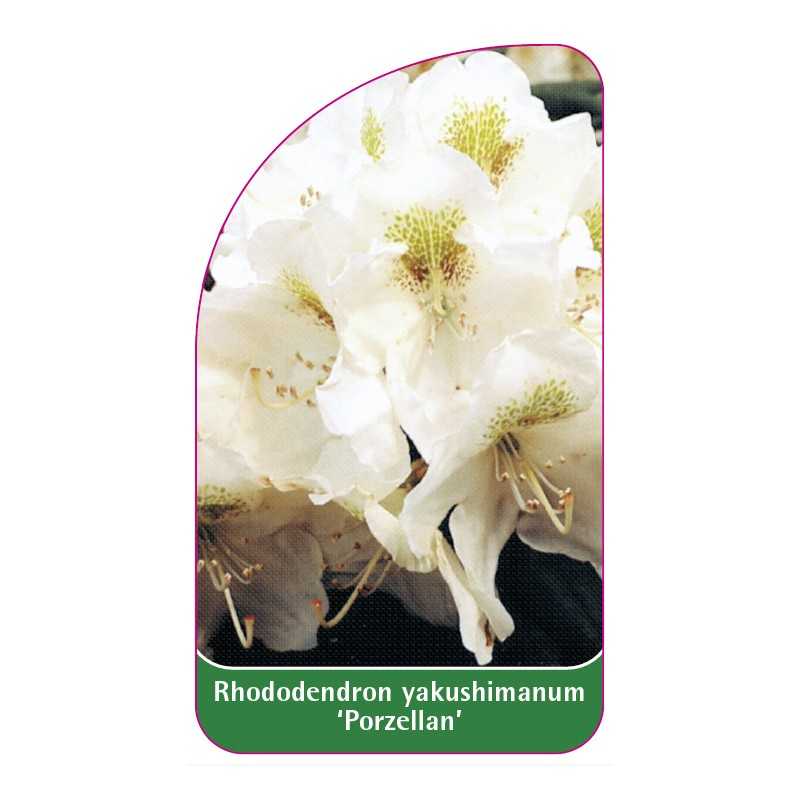 rhododendron-yakushimanum-porzellan-1