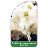 rhododendron-yakushimanum-porzellan-1