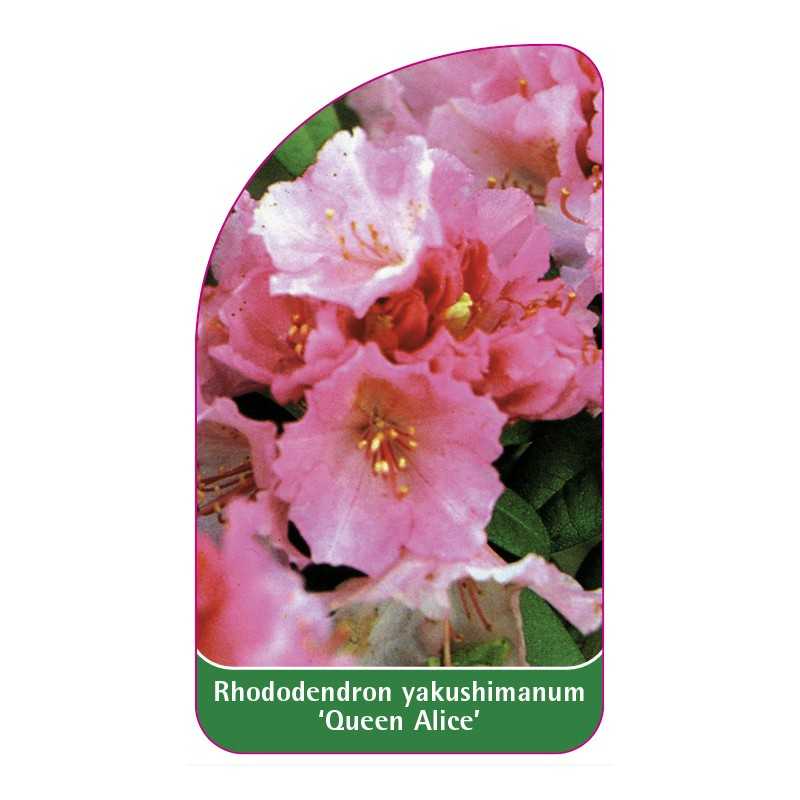 rhododendron-yakushimanum-queen-alice-1