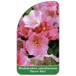 rhododendron-yakushimanum-queen-alice-1