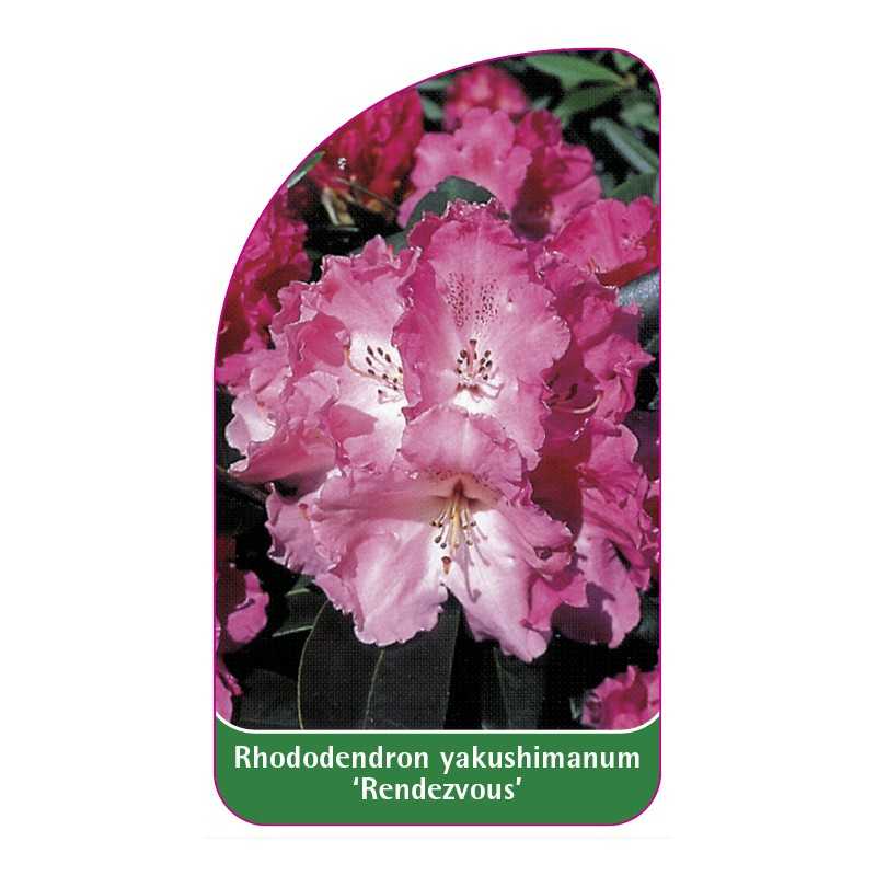 rhododendron-yakushimanum-rendezvous-1