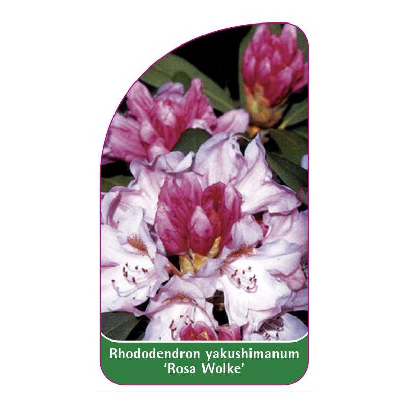 rhododendron-yakushimanum-rosa-wolke-1