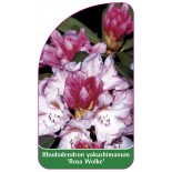 rhododendron-yakushimanum-rosa-wolke-1