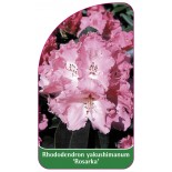 rhododendron-yakushimanum-rosarka-1