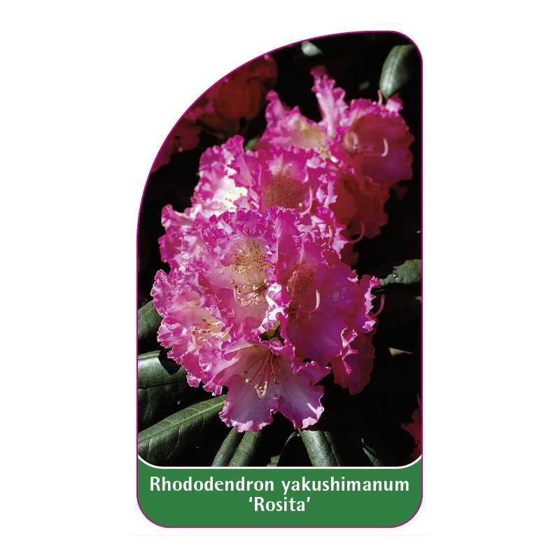 rhododendron-yakushimanum-rosita-1