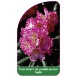 rhododendron-yakushimanum-rosita-1