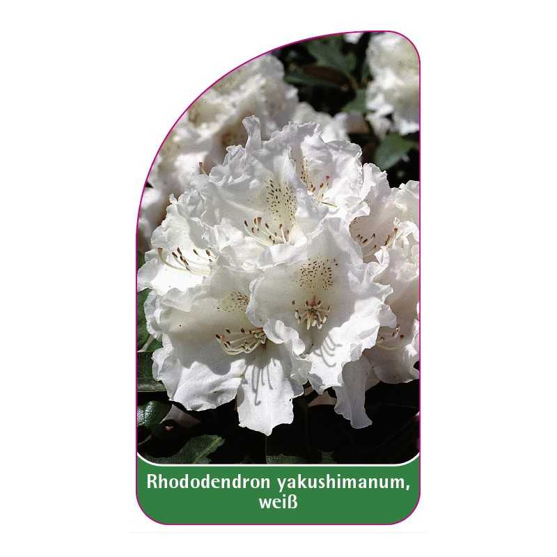rhododendron-yakushimanum-weiss1