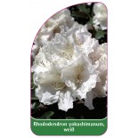 rhododendron-yakushimanum-weiss1