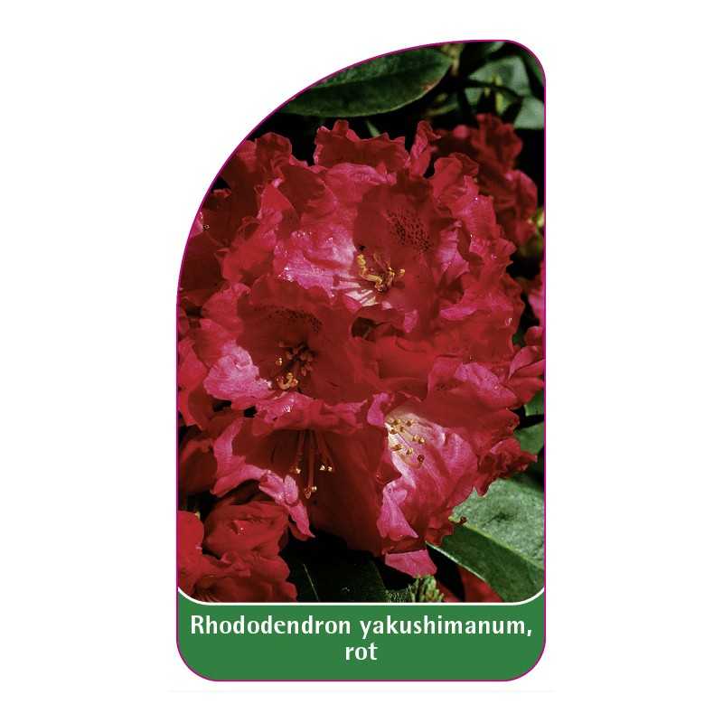 rhododendron-yakushimanum-rot1