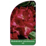 rhododendron-yakushimanum-rot1