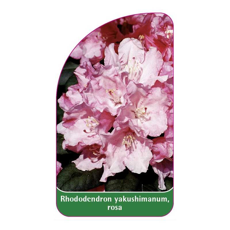 rhododendron-yakushimanum-rosa1