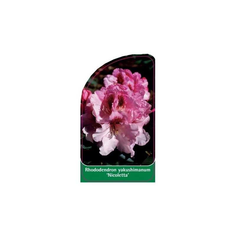 rhododendron-yakushimanum-nicoletta-1