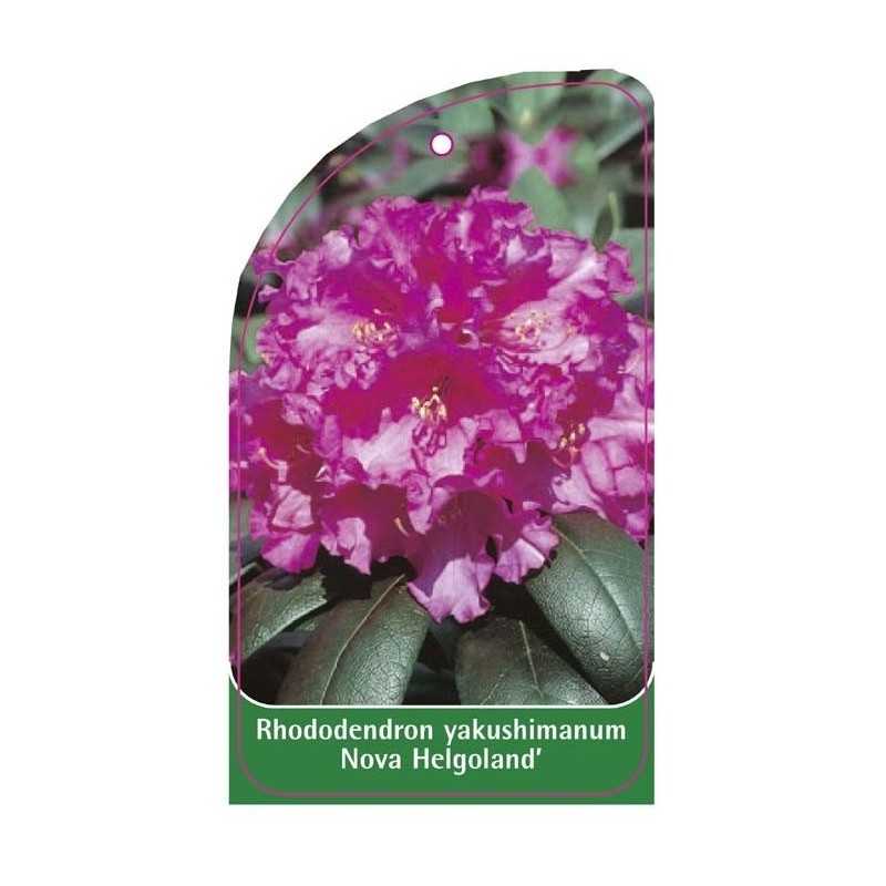 rhododendron-yakushimanum-nowa-helgoland-1