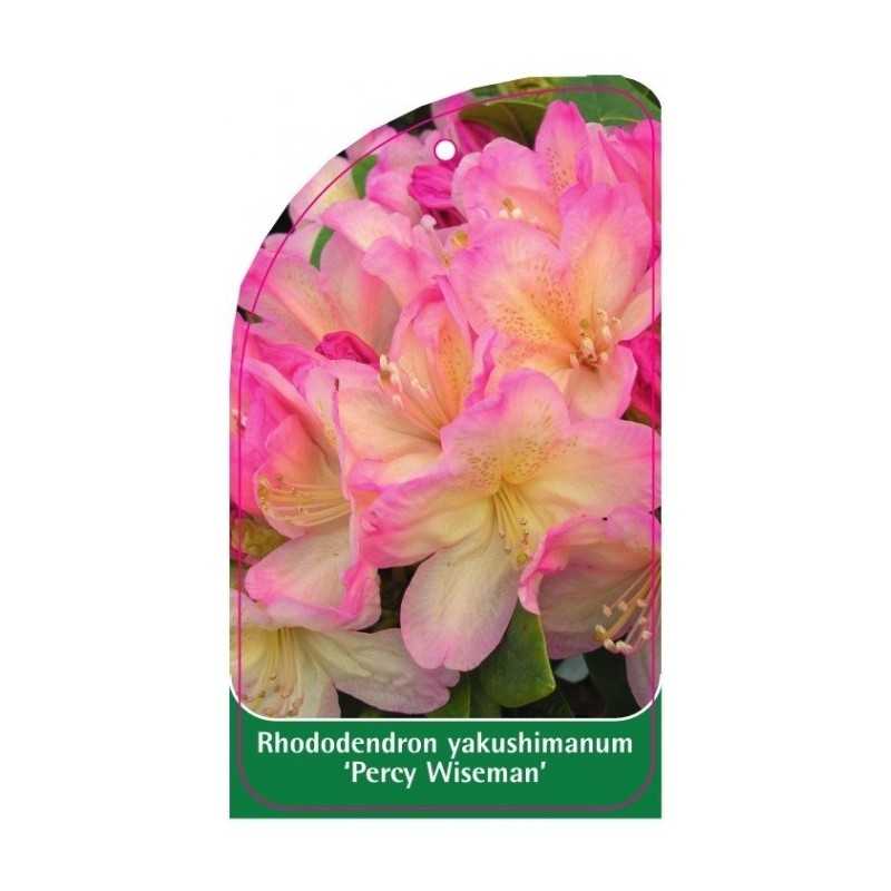 rhododendron-yakushimanum-percy-wiseman-b1